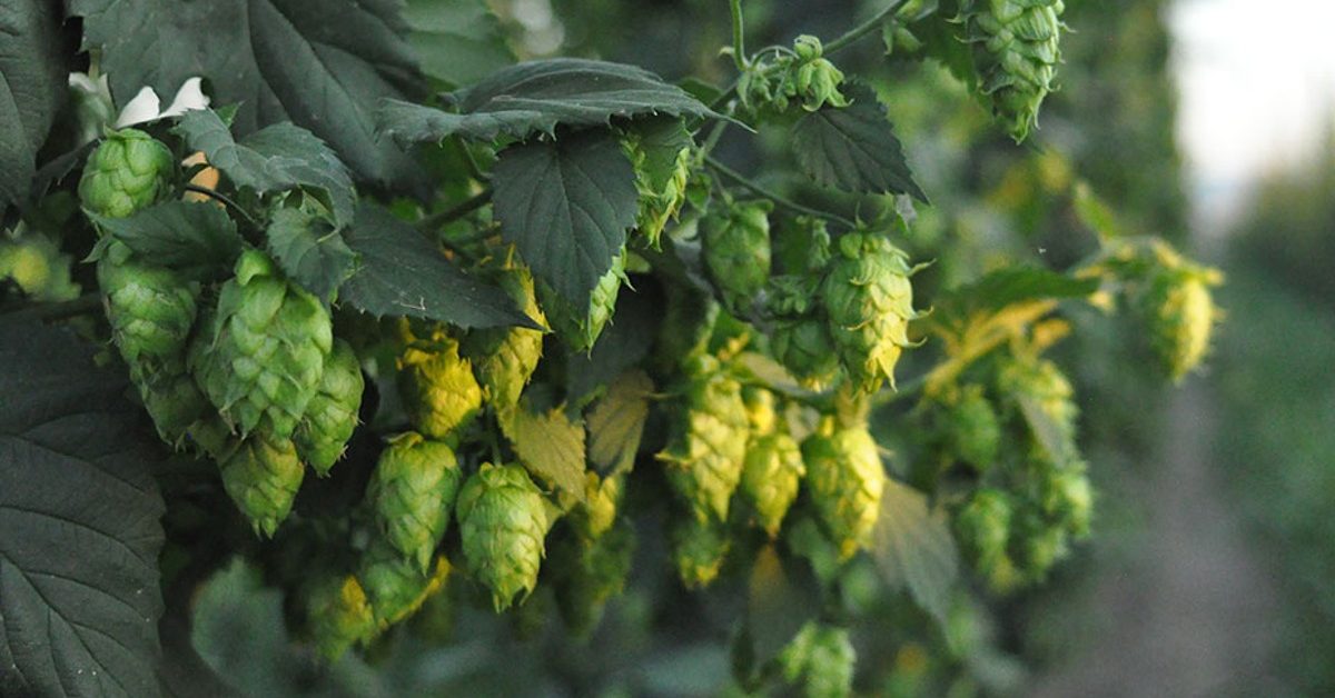 hops hanging in a field of bines