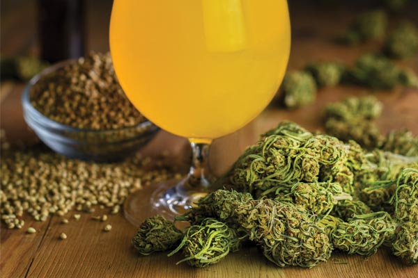 Brewing with Hemp