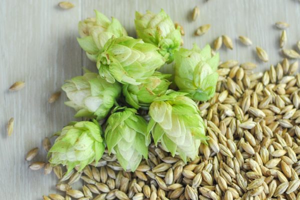 fresh hops and barley x