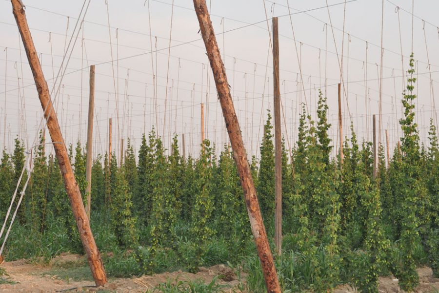 hop standards