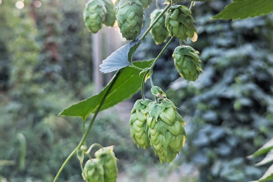 hops on bine with farm in background
