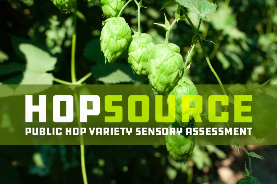 hops on bine with hopsource public hop variety sensory assessment text