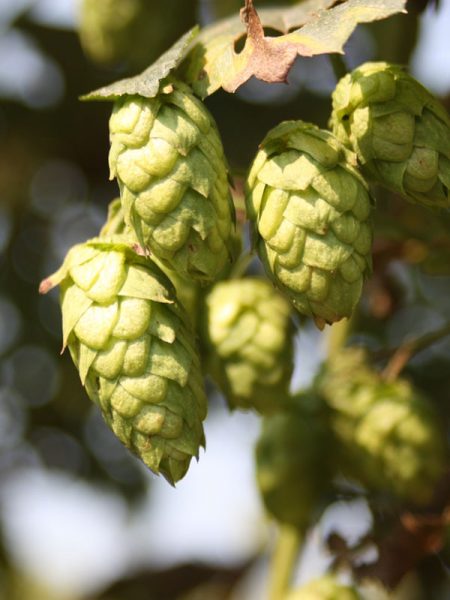 hops feature