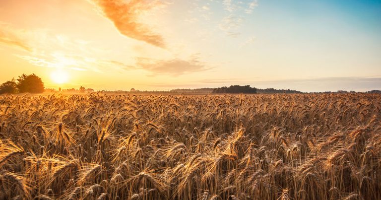 Malted Barley social