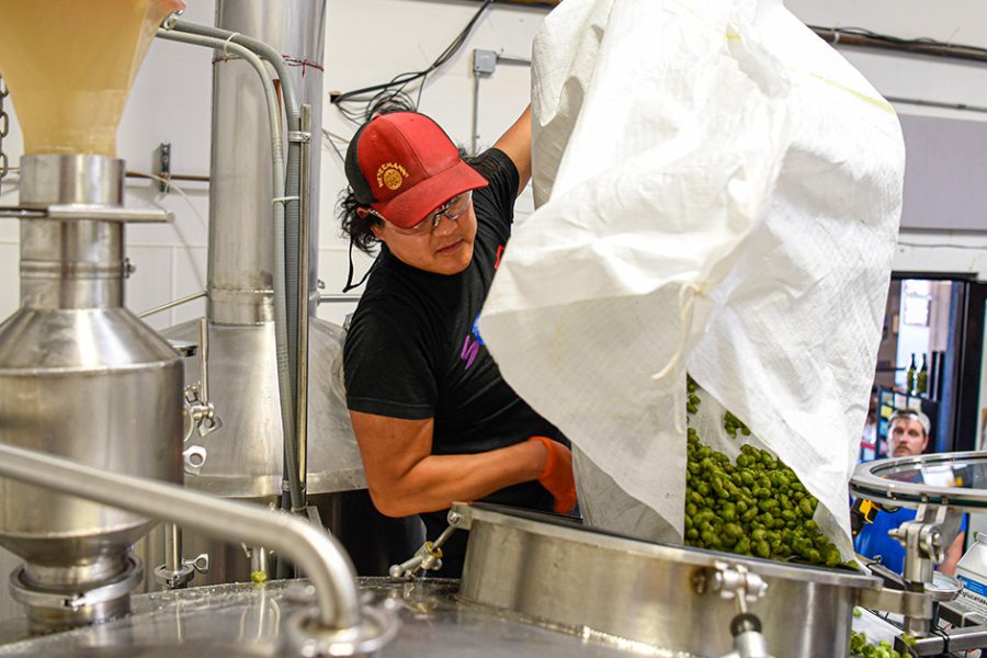 man adding fresh hops during brewing process x