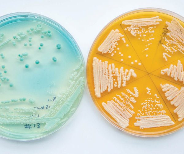 Thiolized Yeast 101