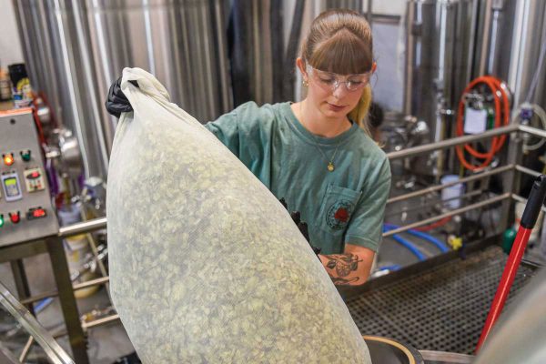 Woman adding fresh hops in brewery